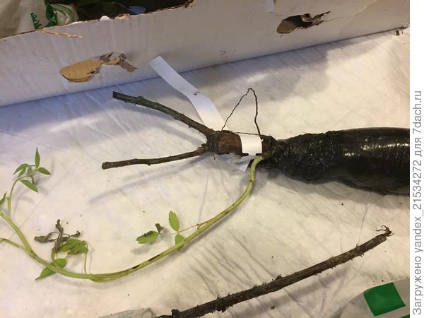 Роза.  Из-под прививки прет шиповник. Все, что выше - сухая палка.