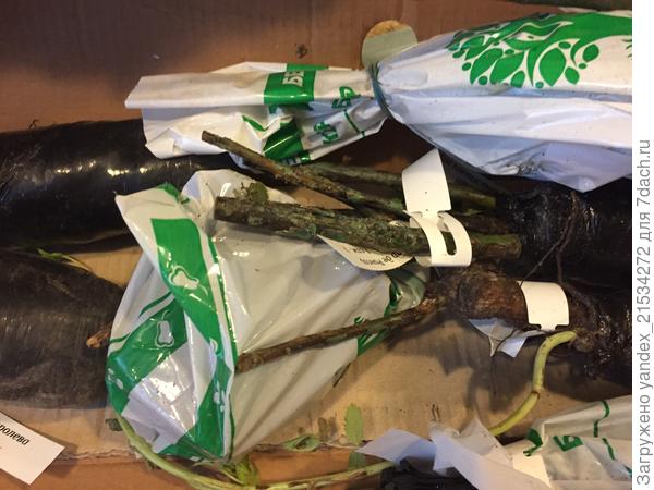 Роза. Сухая.