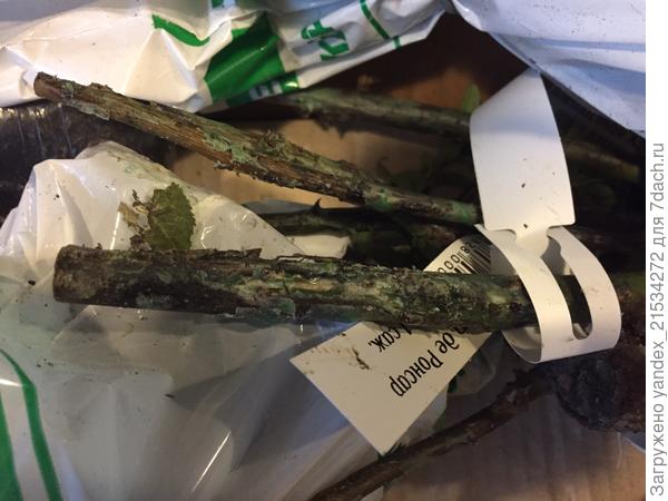 Пьер. Сухой.