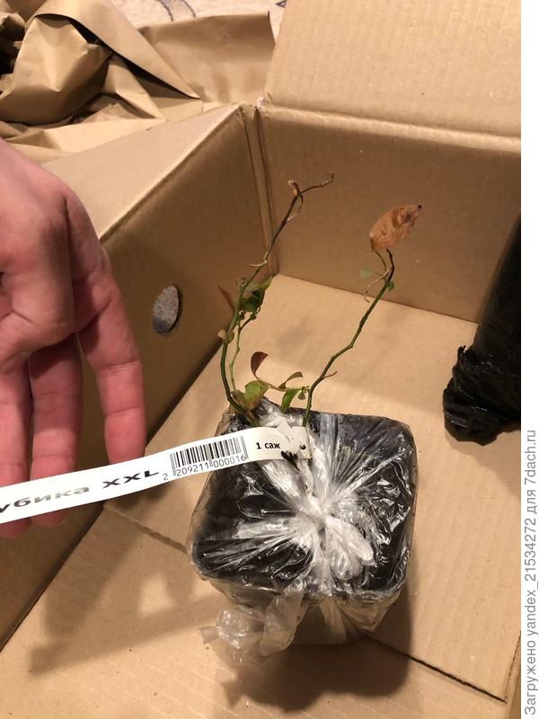 Голубика. Ну не сравнить с тем, что в тестировании пресылали