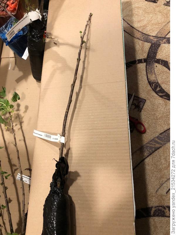 Смородина. Почки есть.