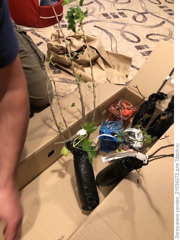 Самая живая смородина и самый живой саженец в посылке.