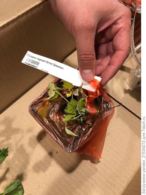 Малина. Черная. Естественно, помятая - на фото выше видно, как горшки были в коробке сложены. Ну не везет мне с ней в Беккере))