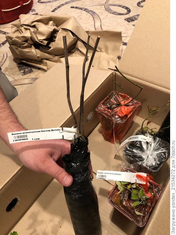 Малина. Пара почек есть, внизу видно бледную поросль. Замочили, посадили.