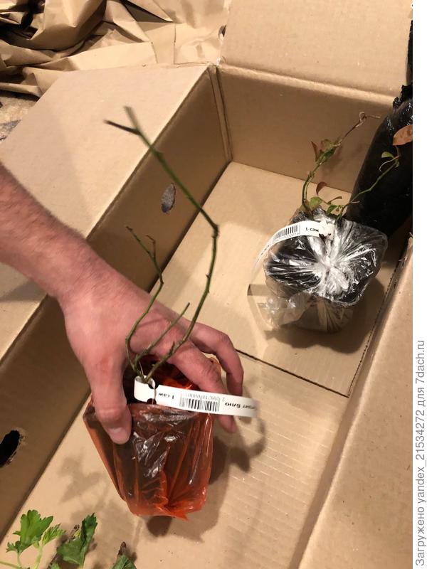 Еще голубика. Не знаю, оживет или нет.