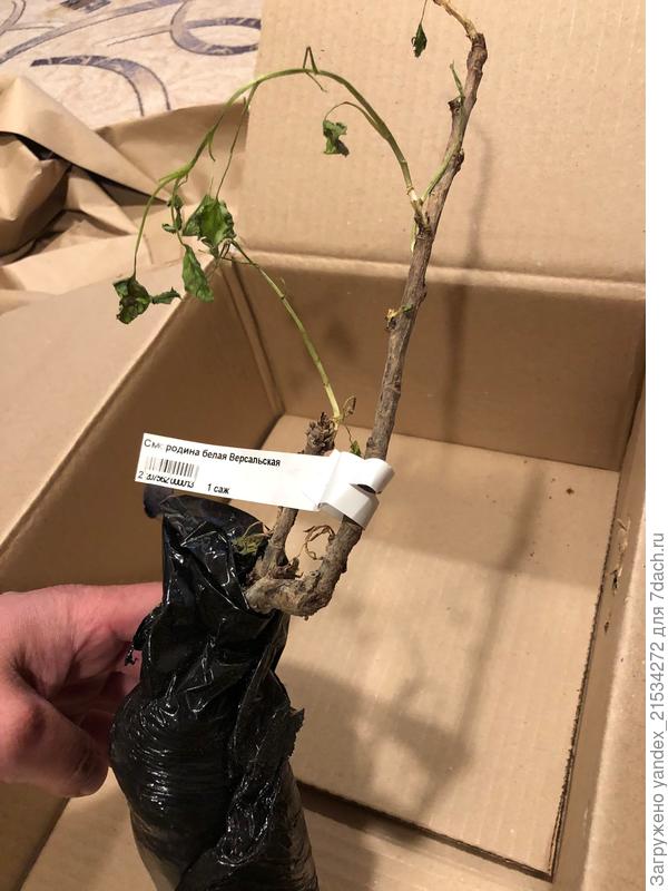 Вот такая вот подвяленная смородина. Хотя земля в пакете была влажной. Была замочена в Эпине и высажена в субботу на даче. При посадке (жаль, не сфотографировала) корень - это нечто...Такое ощущение, что просто от куста отрубили как попало.