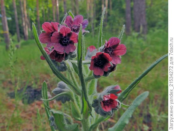 картинка из интернета