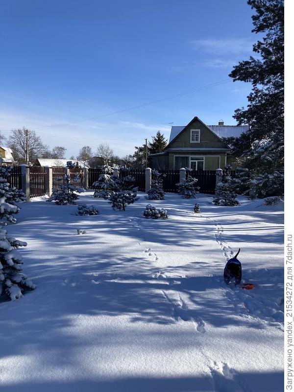 Хвойные старожилы и нами посаженные