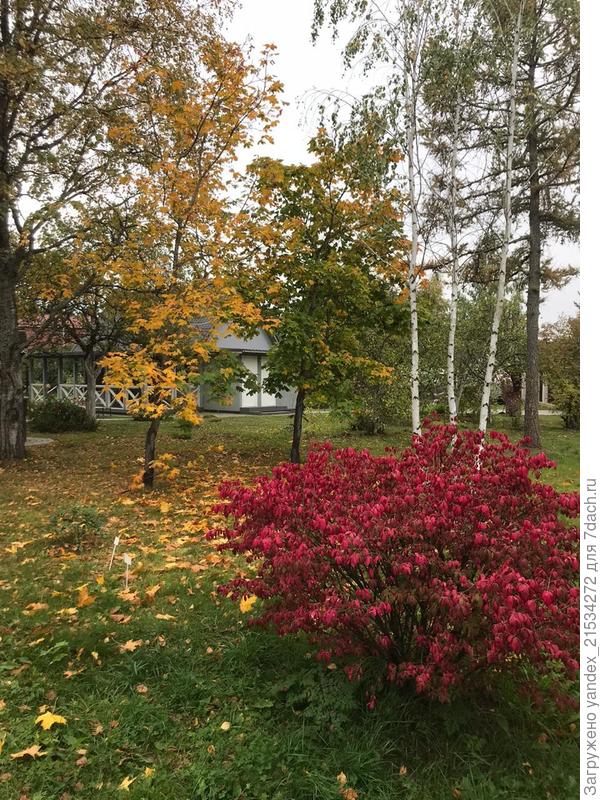 Лиственные-старожилы и нами посаженные