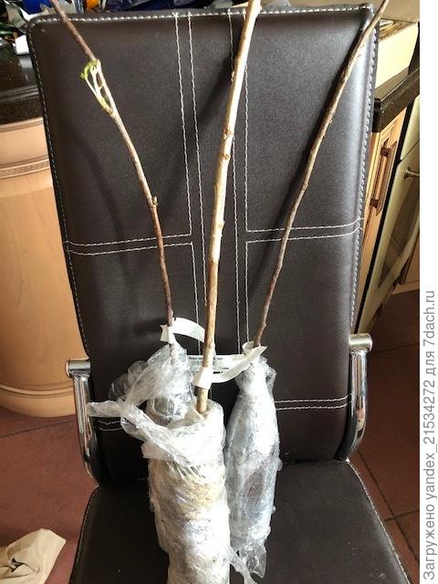 Малина вроде ничего. Но средняя так и не ожила пока