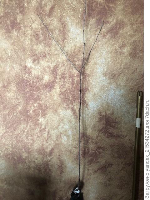 Саженец черешни, с листиками уже