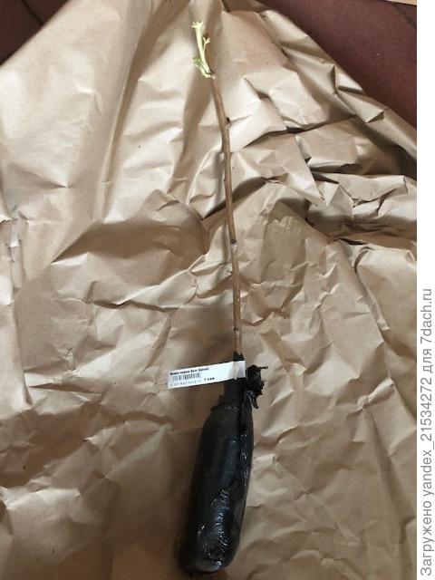 Живой саженец малины (на нем, кстати, уже намного больше хороших, зеленых листьев. Корневая была хорошая