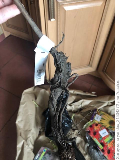 Это корневая саженца. Не на 5-ку, конечно, но и не плох :)