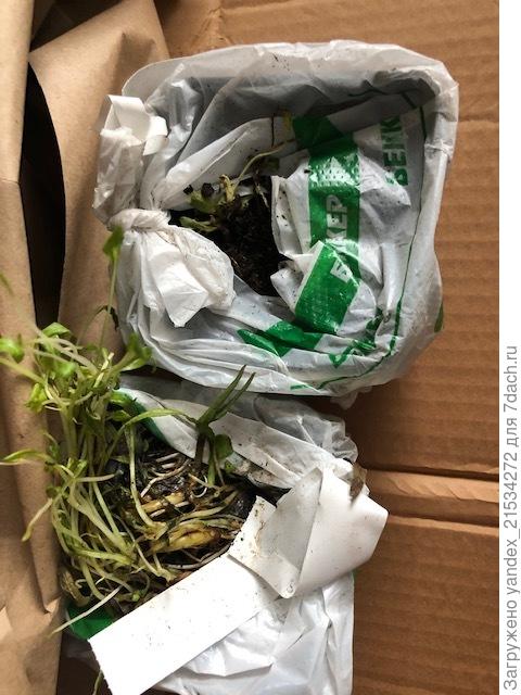 Подгнившие такие колокольчики, без картонных коробочек, как в первой посылке