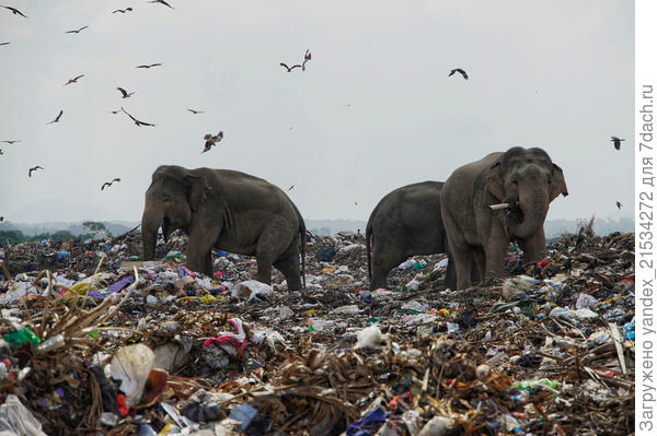 Фото из интернета