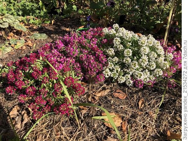 Алиссум подушечку нарастил))