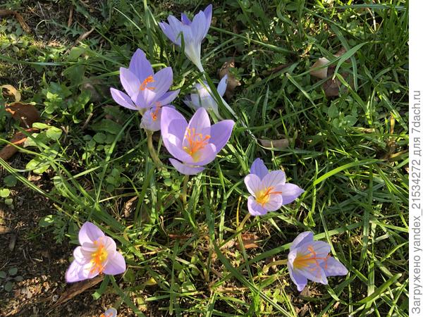 Сидел 3 Года, думала, вымерз, а он зацвёл))