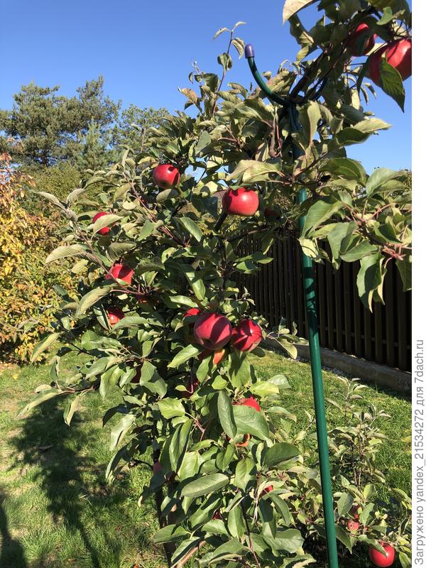 Первые яблочки на молодой яблоньке)) Покупалась как коричная, но явно не она)))