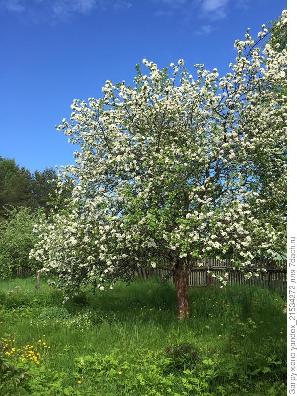 Яблонька-дичка цветет) Одно из первых фото нашей дачи)