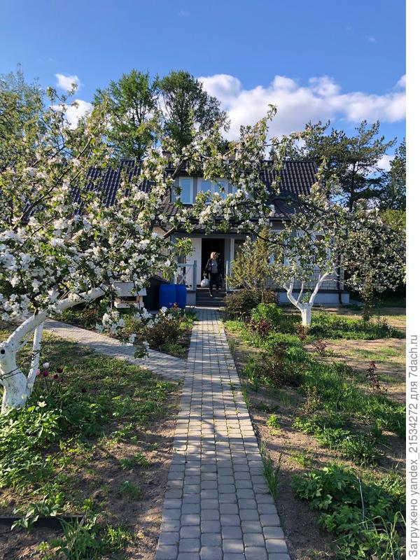 Яблони цветут