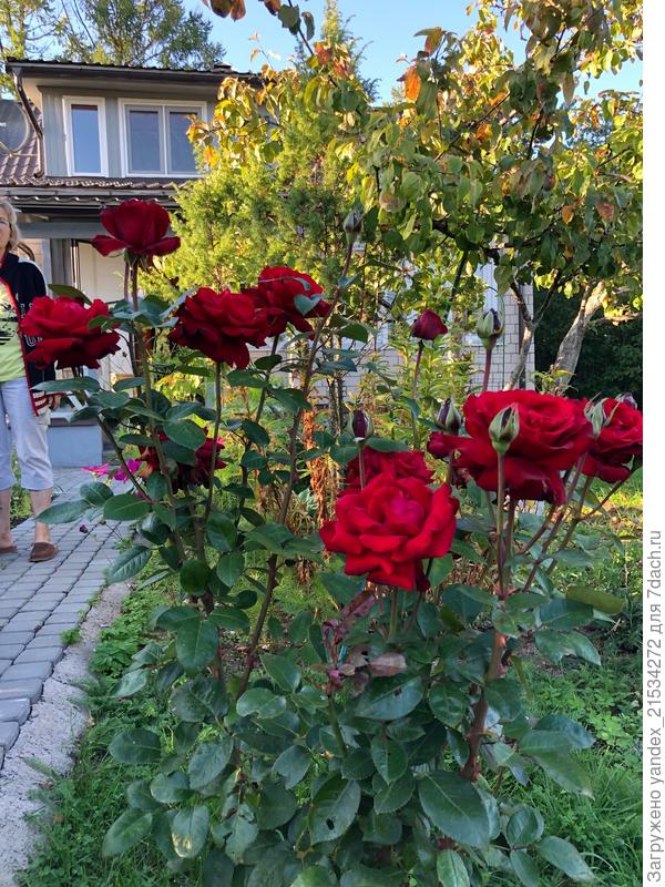 Опять яблоня, перед ней роза)