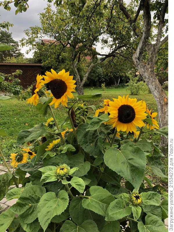 Яблони, видно дровяник с лещиной