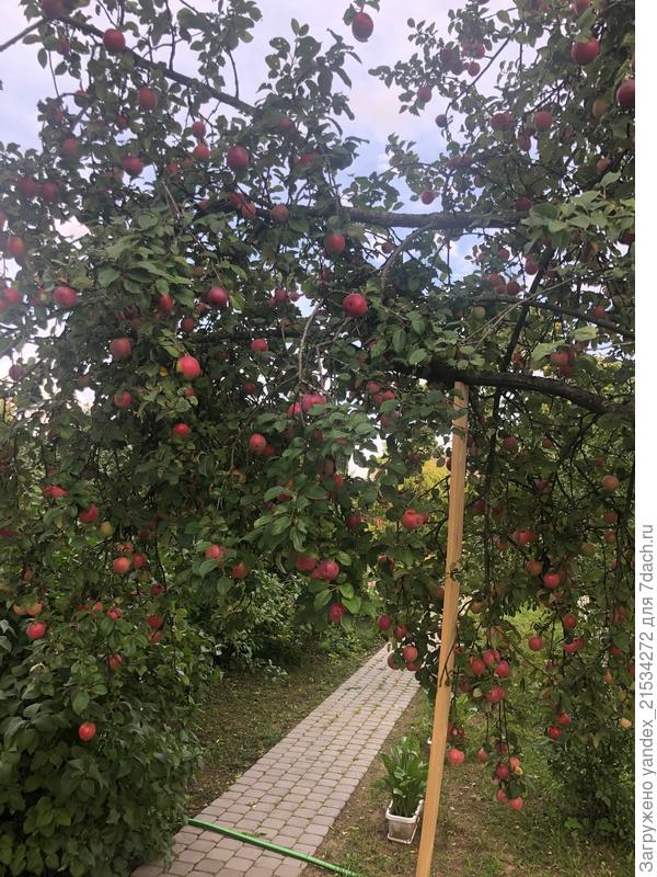 Неизвестная яблоня с очень вкусными яблоками