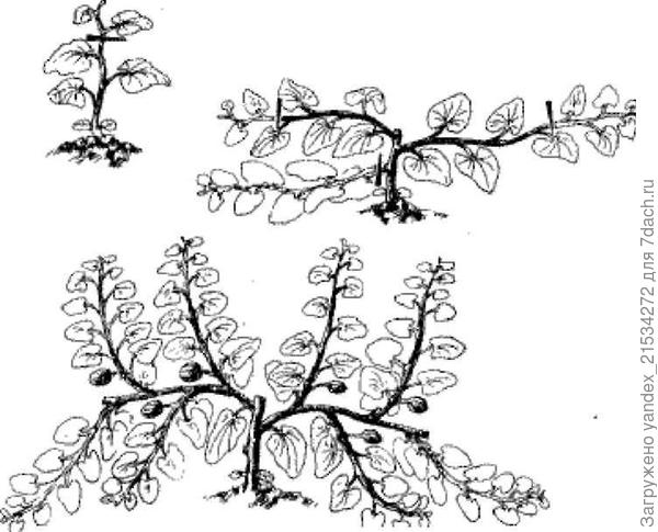 вот картинка хорошая :) из инета