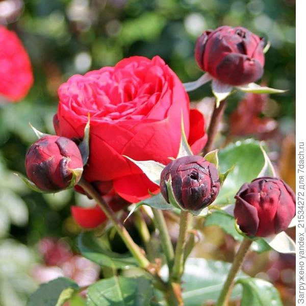 Фото из интернета