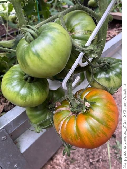 Трюфельный бифштекс