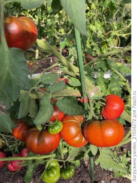 Трюфельный бифштекс