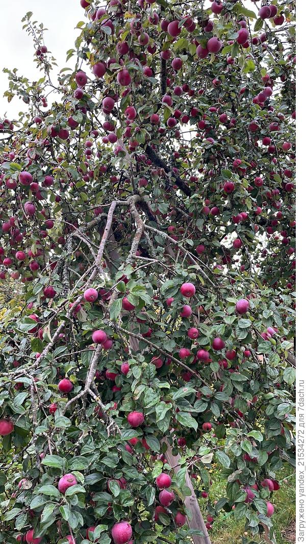 Толпа яблок)))