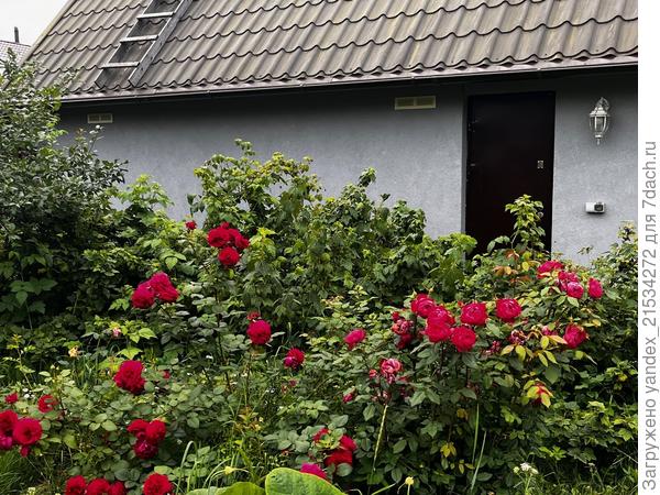 Расползшийся Бенджамин (тут фильтр неудачный, поэтому цвет не передает)