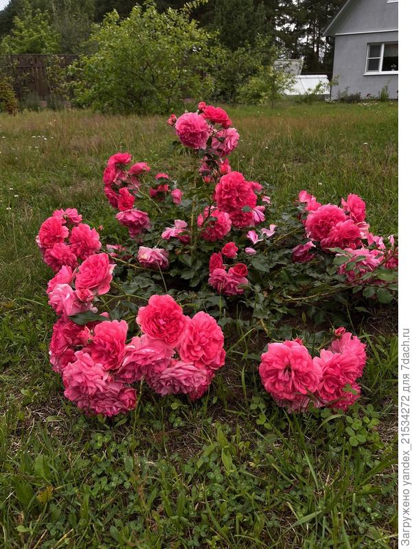 Вот убей меня, не вспомню кто это) Маленькая, но цветет как сумасшедшая)
