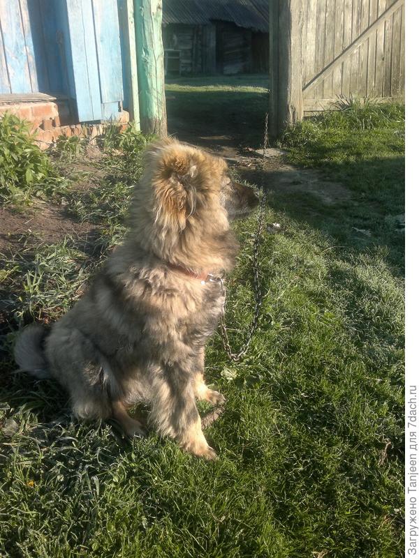 ... сидит и думает: "...и че хозяин в 6 утра возюкается-то?..."