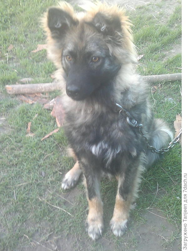 ... повзрослели, заматерели, и еще ушки встали)))