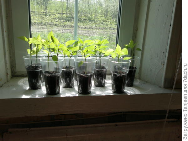 Эт остренькие...