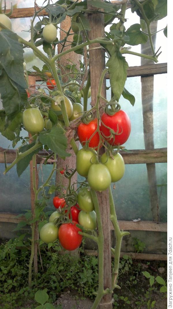 ...начинаем зреть-созревать...вкусные плоды давать)))