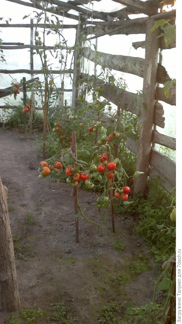 ...стоим почти"лысые"...но с вкуснятными плодами))))