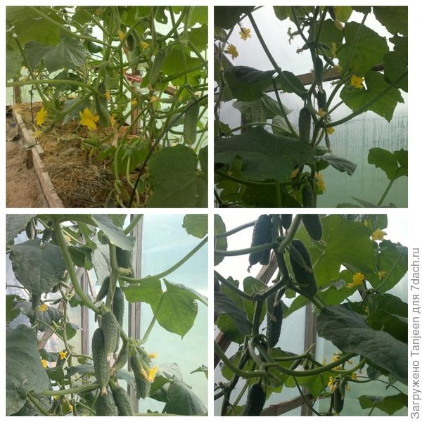 вот так они росли, огурчики парничковые