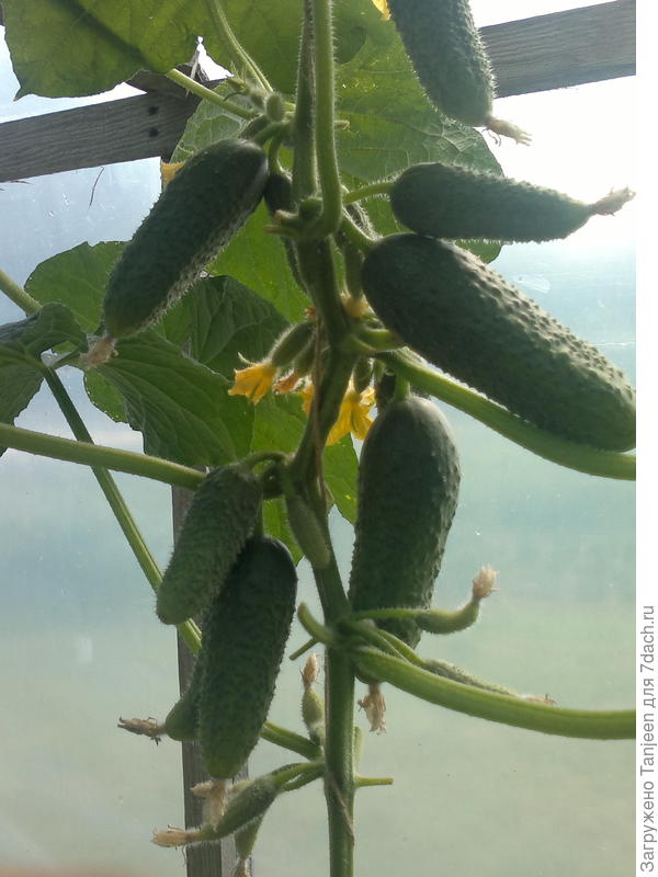 Вот на обратной стороне виден пучок...Хорошо хоть не сразу все вырастают одновременно)))