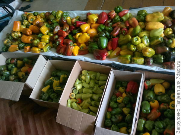 эт дозревают дома