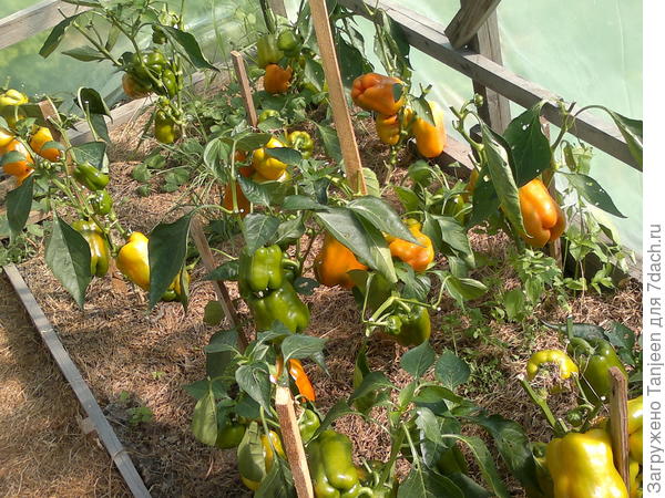 это Орнж.Ч. такой как надо)))