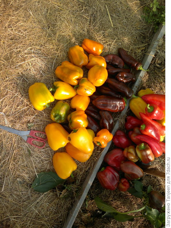 это на одной стороне, с каждого кустика по перчинке сорвано, еще был черный сорт, но он не совсем дозрел...