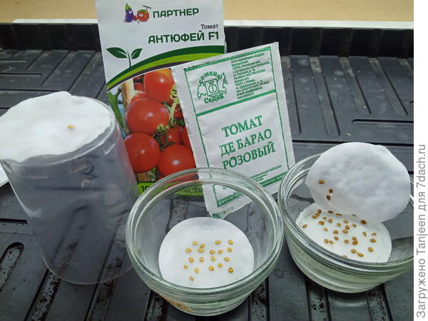 на проращивание в дисках