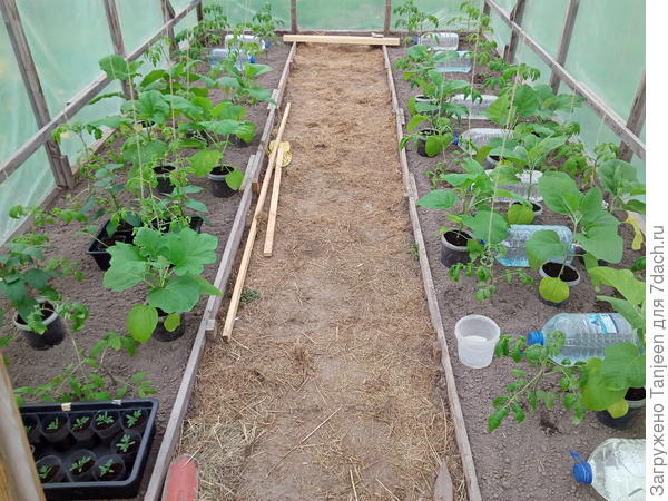 а это наши "синики" теснят тех же томатов...