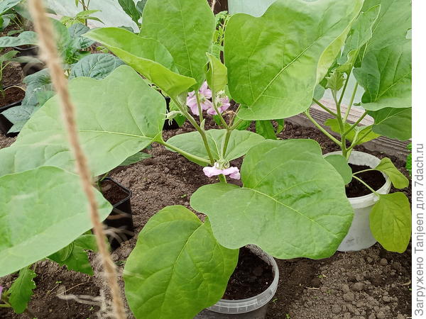 Фиолетовое чудо цветет и пахнет, как грицца...