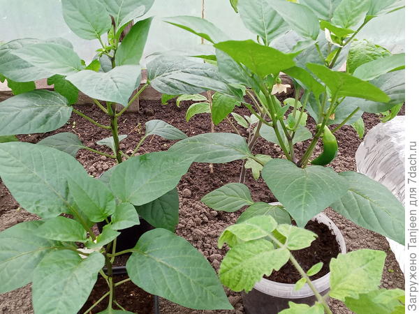 а трио-кубовичи наоборот, расвели и сильнее в рост пошли...