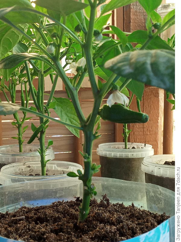 а эт второй номер