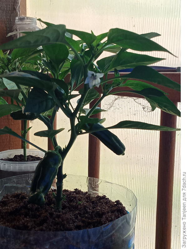 эт первый номер, уже 4 плодика на нем, два не видно из-за листвы...